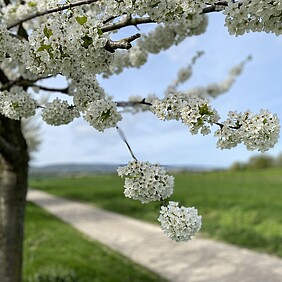 Ein blühender Baumzweig mit kleinen weißen Blüten im Vordergrund. Im Hintergrund sind ein Weg, grünes Gras und eine leicht verschwommene Landschaft mit Hügeln unter einem blauen Himmel zu sehen.
