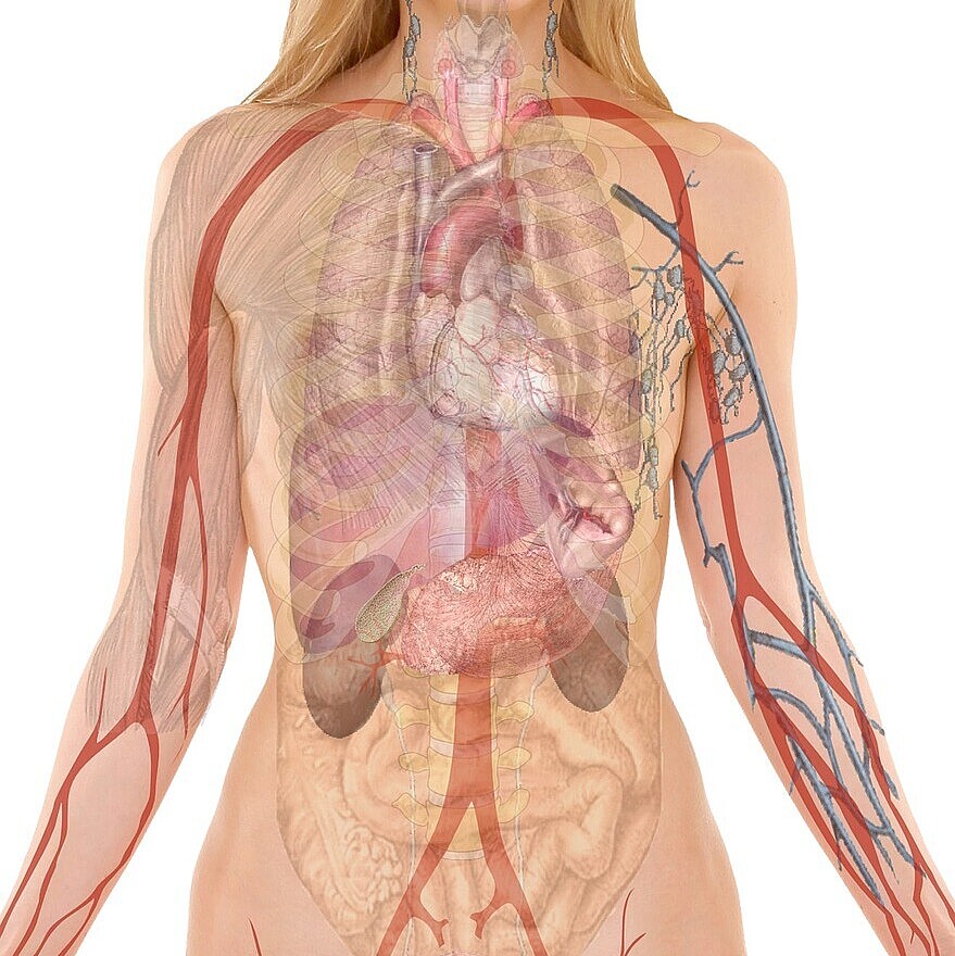 Anatomische Illustration des menschlichen Körpers mit Fokus auf die inneren Organe und großen Blutgefäße. Zu sehen sind Herz, Lungen, Leber, Magen, Darm, Nieren und Blase. Die Darstellung zeigt die räumlichen Beziehungen und Funktionen der Organe und eignet sich für das Studium der menschlichen Anatomie. Symbolisiert die zweite Säule des 3B-Prinzip nach Dr. Milewski®